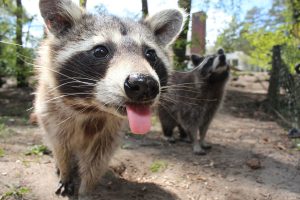 raccoon, animal, cute, pest, nuisance, wildlife, property damage