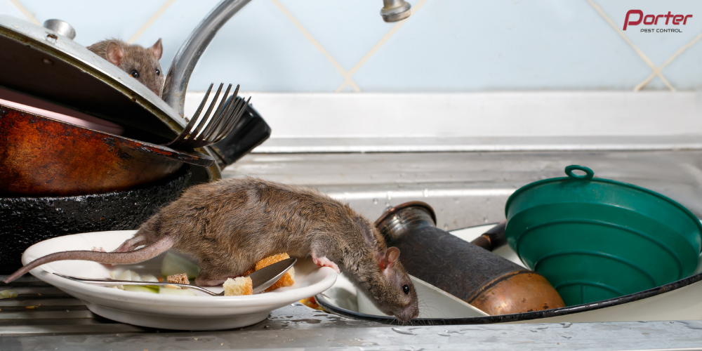 rat control in kingston