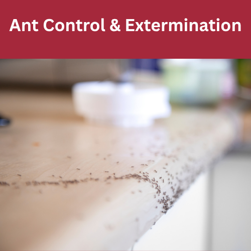Ant Control & Extermination