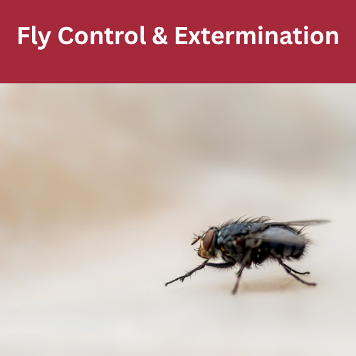 Fly Control & Extermination
