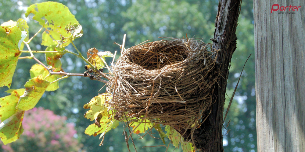 bird control in kingston