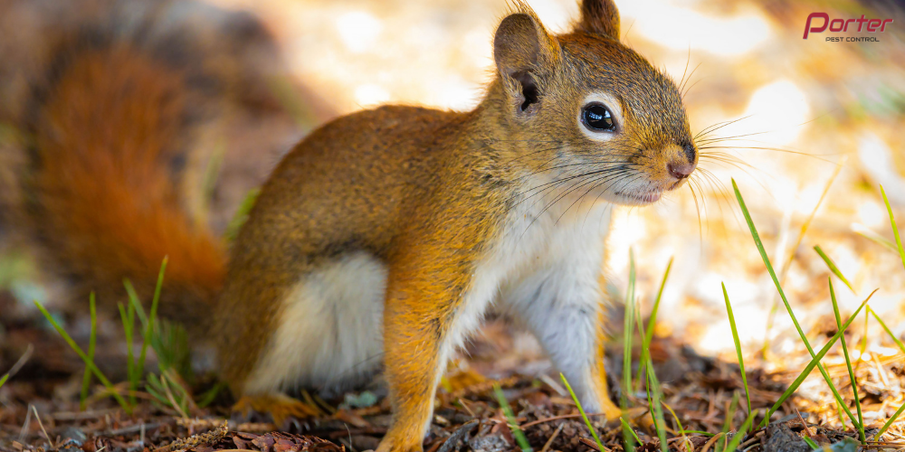 Squirrel control in kingston