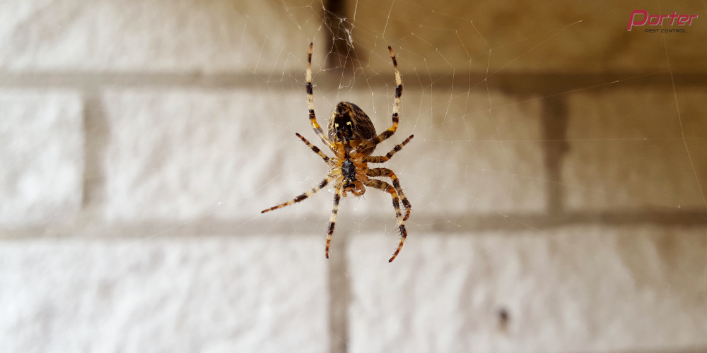 spider control in kingston