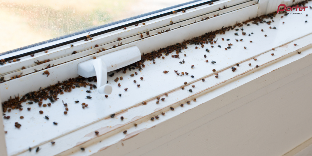 fly control in kingston