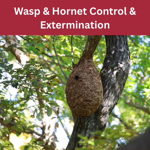 Wasp and Hornet Control